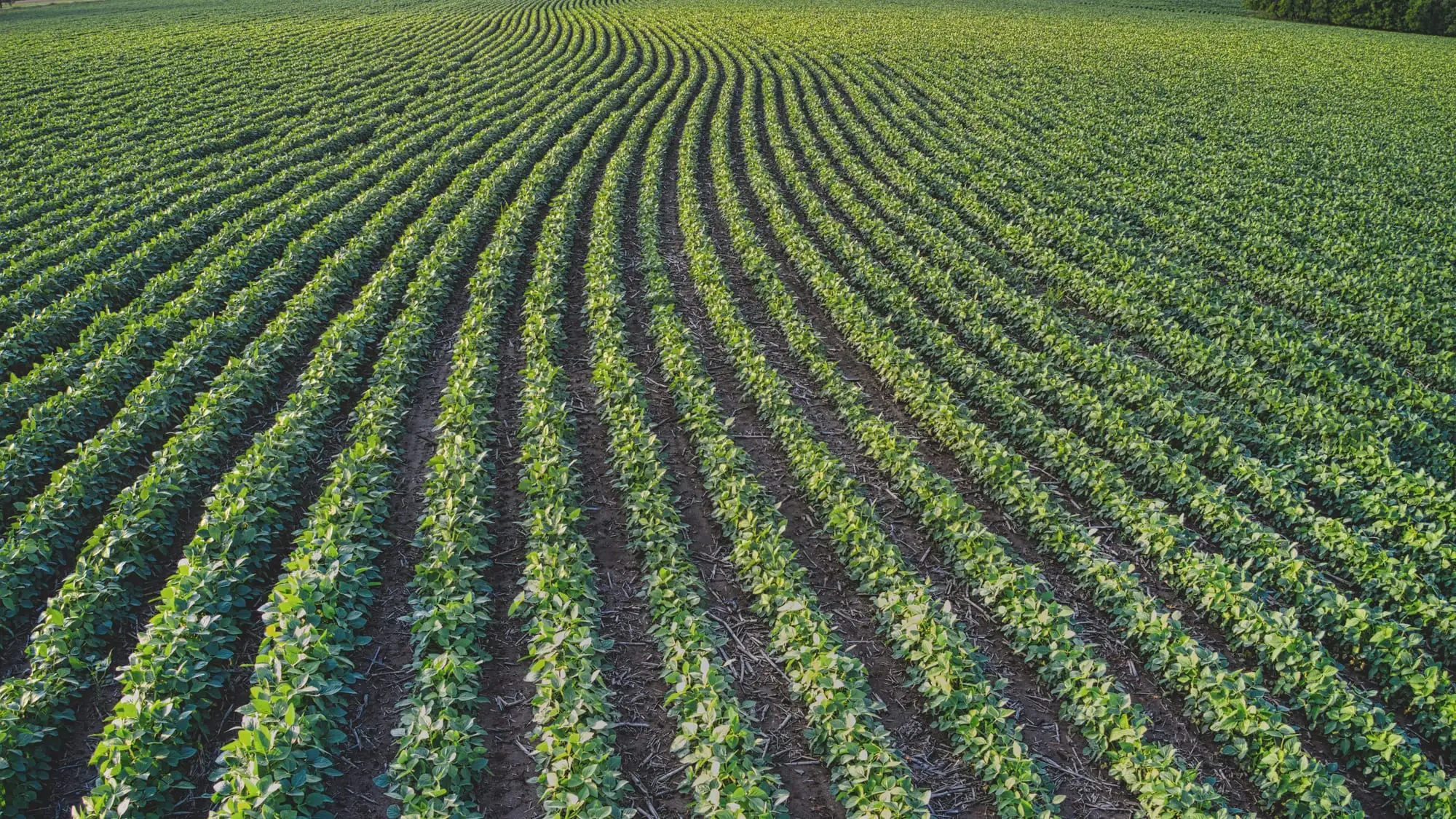 Σειρές από νεαρά φυτά σε χωράφι, από ψηλά